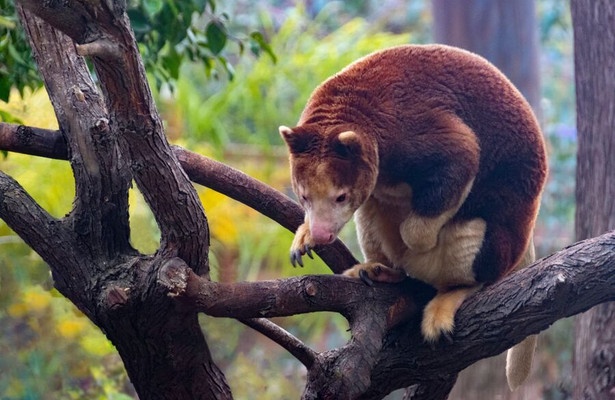Tree Kangaroos: Ghosts of the Forest