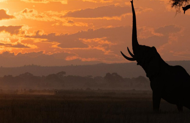 Tusker: Broederschap van Olifanten