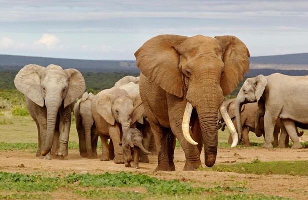 Tusker: Broederschap van olifanten