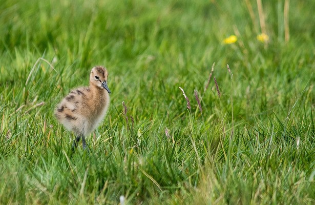 Uferschnepfen - Unterschätztes Federvieh