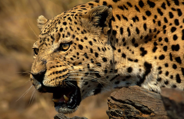 Ultimate animal countdown