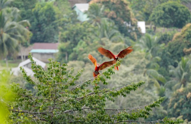Unbekanntes Belize - Die Natur als Verbündete