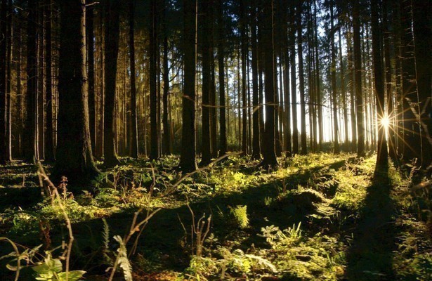 Unsere Wälder