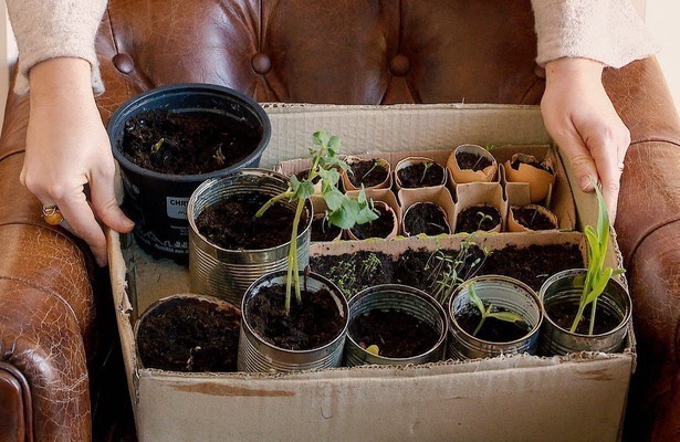 Urban Farming