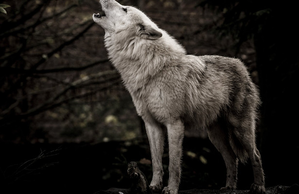 Valley Of The Wolves