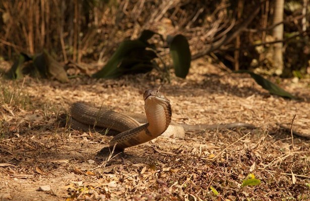 Venom files - Anatomy of a snake bite