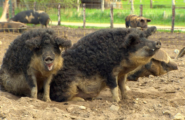 Vergessener Schatz - Die Rettung der Nutztiere