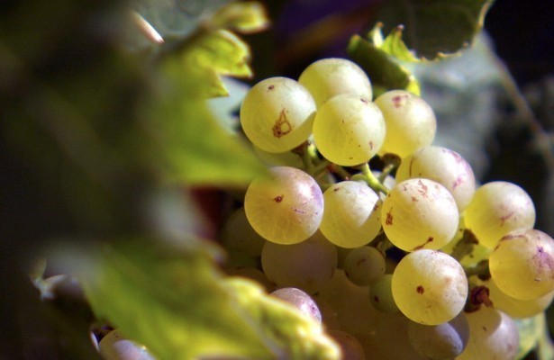 Vielfalt im Glas - Welschriesling neu entdeckt
