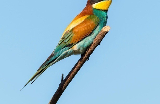 Vielfältige Vogelwelt Österreich