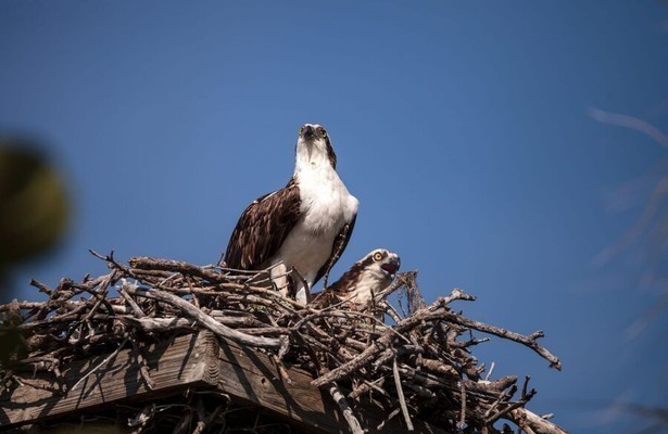 Visarenden: Jagers boven zee