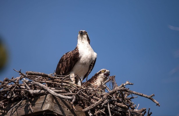 Visarenden: Jagers boven zee