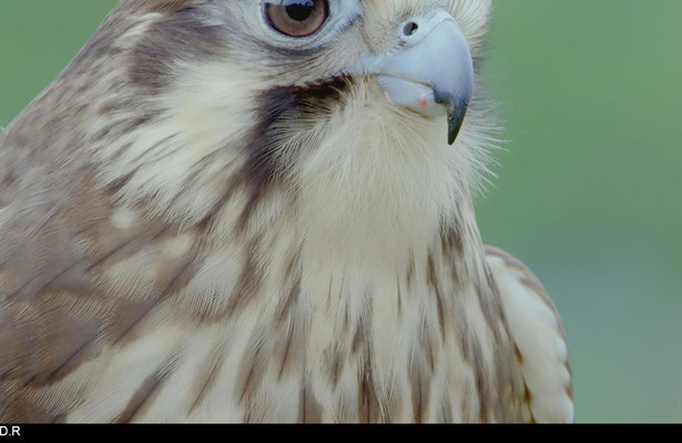 Vogels van Australië