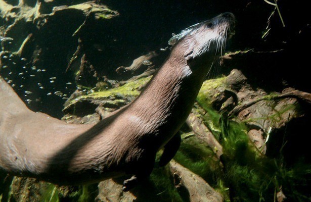 Vorpommerns Auen - Schreiadler und Biber