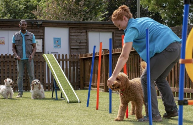Waffel de wonderhond