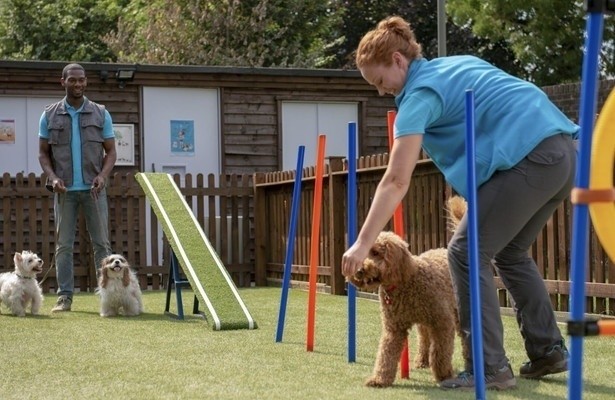 Waffel de wonderhond