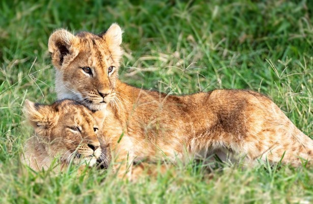 War of the Lions