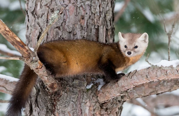 Weasels: Feisty and Fearless