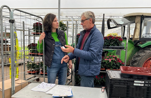 Weihnachtssterne - Adventsdekoration aus den Tropen