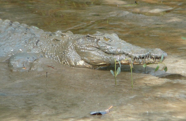 When Predators Attack