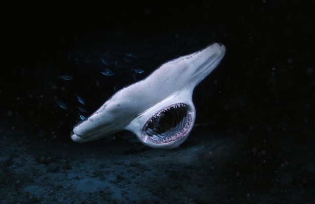 When Sharks Attack... And Why