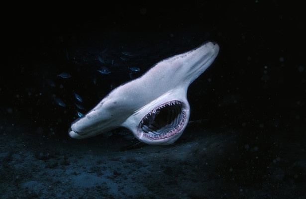 When Sharks Attack... And Why