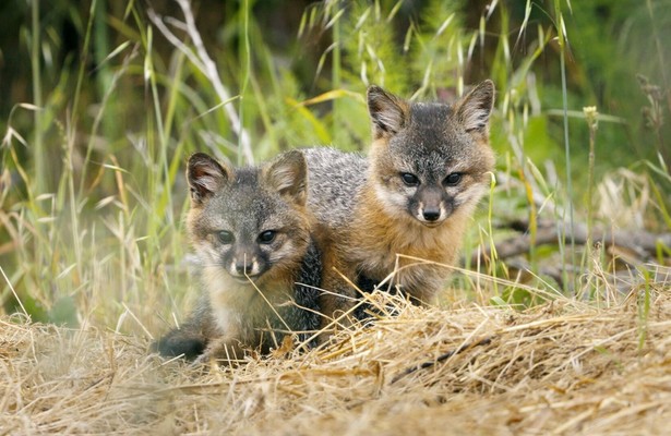 Wie der Graufuchs seine Insel rettete