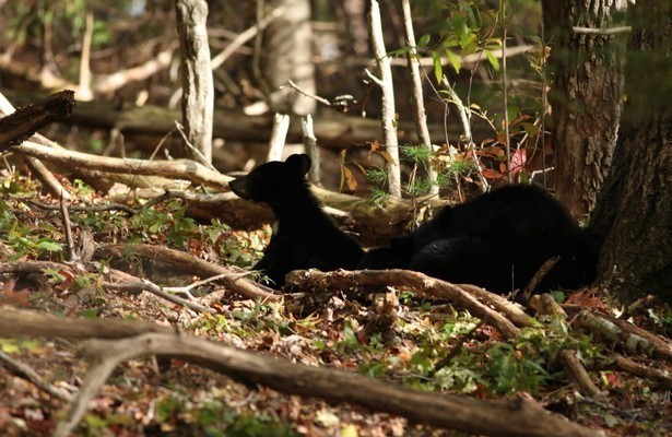 Wild Appalachia