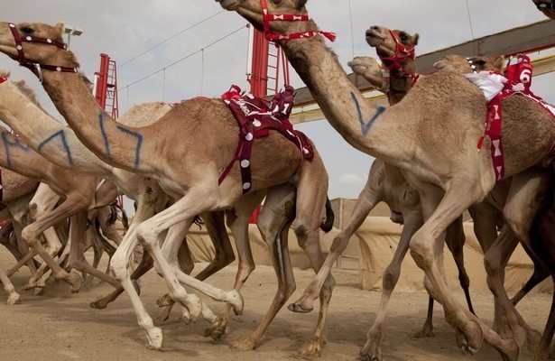 Wild Arabia