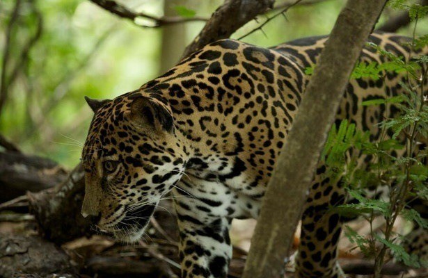 Wild Costa Rica