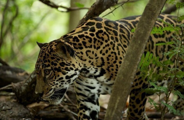 Wild Costa Rica