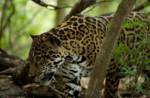 Wild Costa Rica