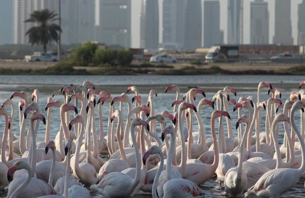 Wild Dubai