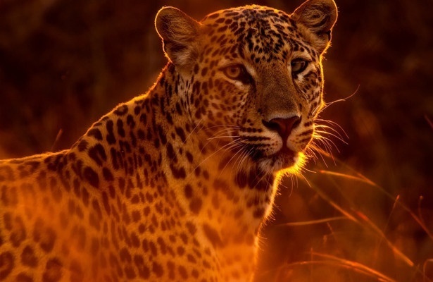 Wild Hunters: Deadly Killers of Africa