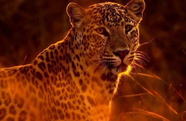 Wild Hunters: Deadly Killers of Africa