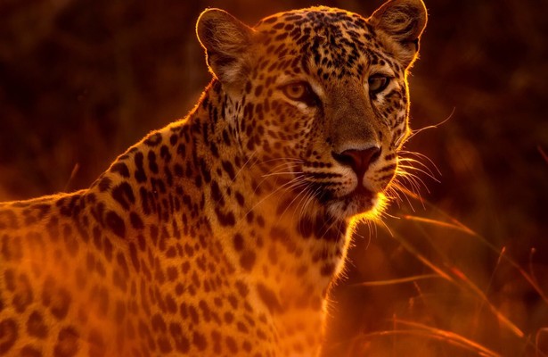 Wild Hunters: Deadly Killers of Africa