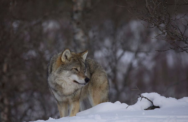 Wild Lapland
