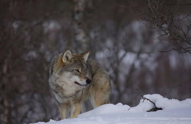 Wild Lapland