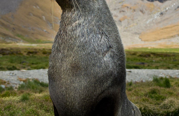 Wild Life: Ressurection Island