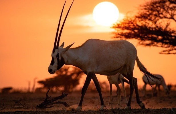 Wild Oman: The wonder of Arabia