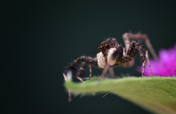 Wild, Smart and Deadly