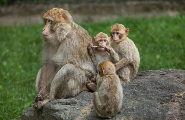 Wild Taiwan: Jungle island