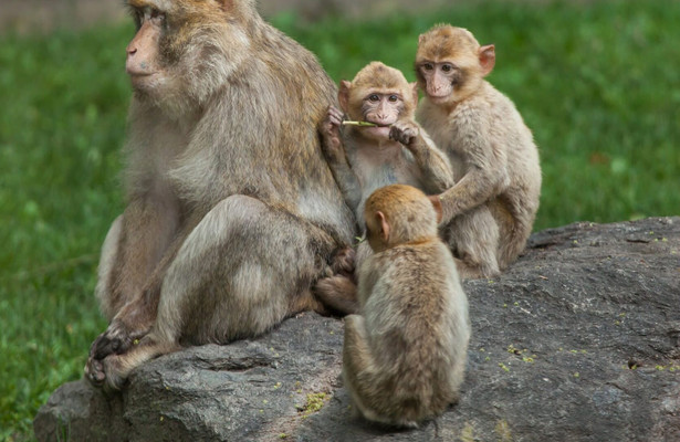 Wild Taiwan: Jungle island