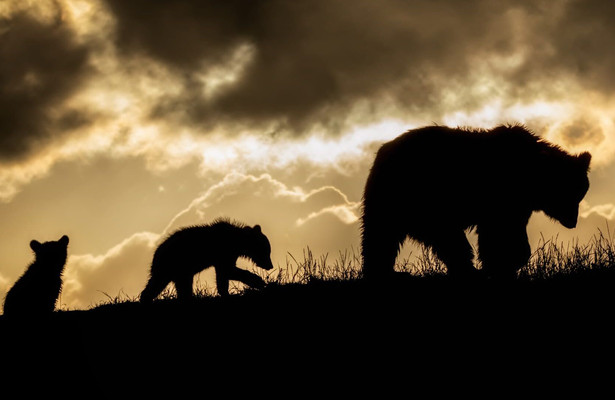 Wild Transylvania: Dracula's Hidden Kingdom