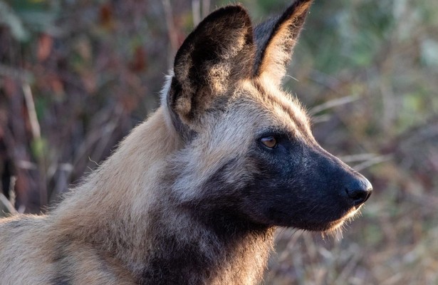 Wilde honden: Met de roedel mee