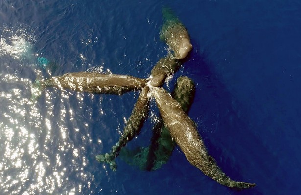 Wilde Liebe - Diversität in der Natur