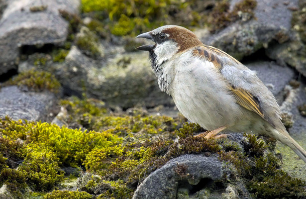 Wilde Tiere in der Stadt - Willkommen in der Nachbarschaft