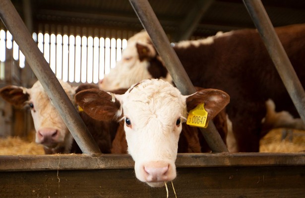 Wilde verhalen van de boerderij