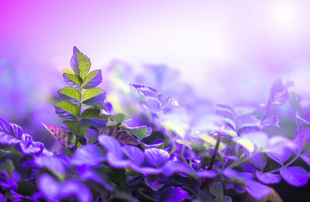 Wilde Welten - Wildschweine, die schwierigen Schwarzkittel