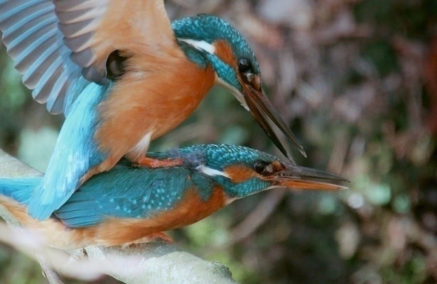 Wilder Frühling - Tierische Liebe zwischen Oberrhein und Zugspitze