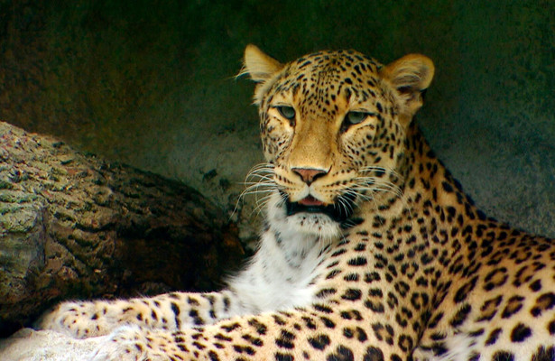 Wilder Wilder Westen